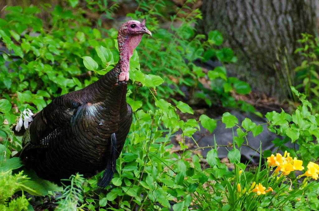 Mastering Basic Techniques for Turkey Calling