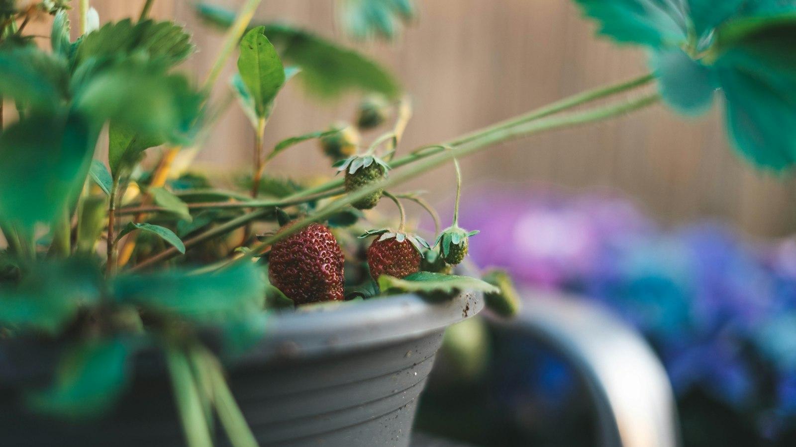 How to Use a Strawberry Planter