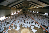 How to Use a Broiler